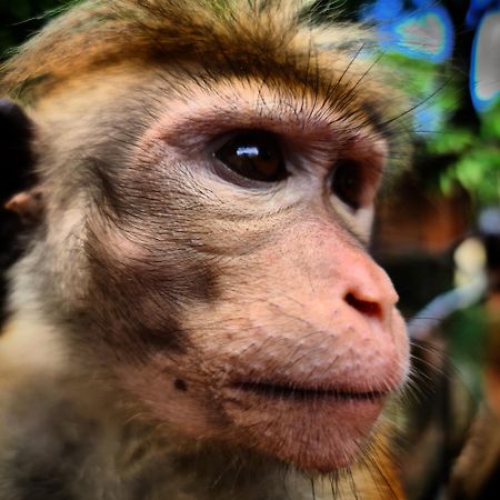 Humbhaha Jungle Yala Nature Eco Resort カタラガマ エクステリア 写真