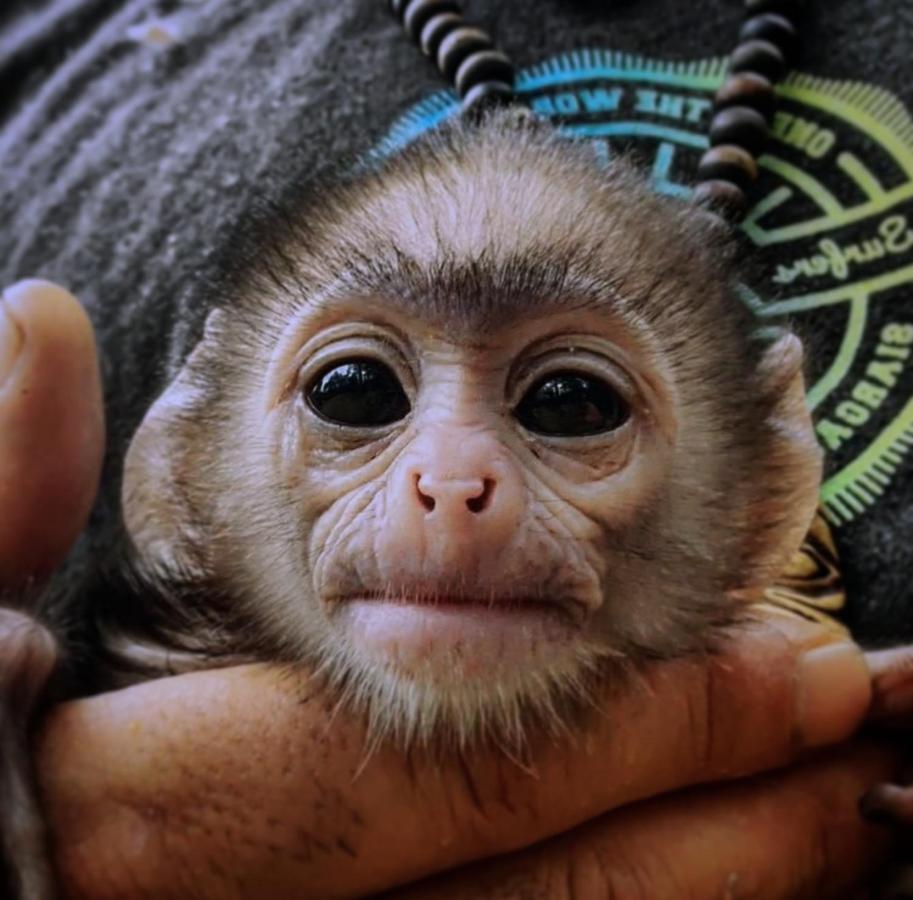 Humbhaha Jungle Yala Nature Eco Resort カタラガマ エクステリア 写真