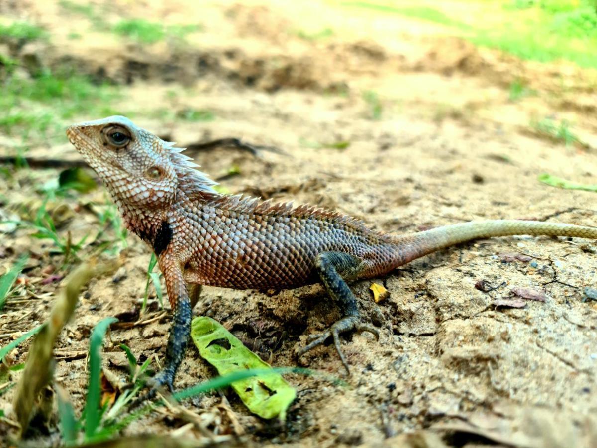 Humbhaha Jungle Yala Nature Eco Resort カタラガマ エクステリア 写真