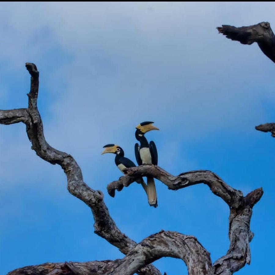 Humbhaha Jungle Yala Nature Eco Resort カタラガマ エクステリア 写真