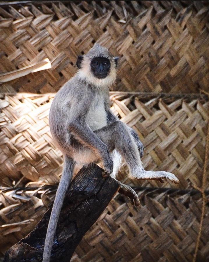 Humbhaha Jungle Yala Nature Eco Resort カタラガマ エクステリア 写真
