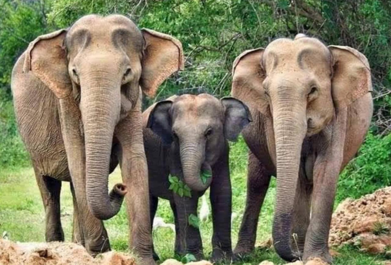 Humbhaha Jungle Yala Nature Eco Resort カタラガマ エクステリア 写真