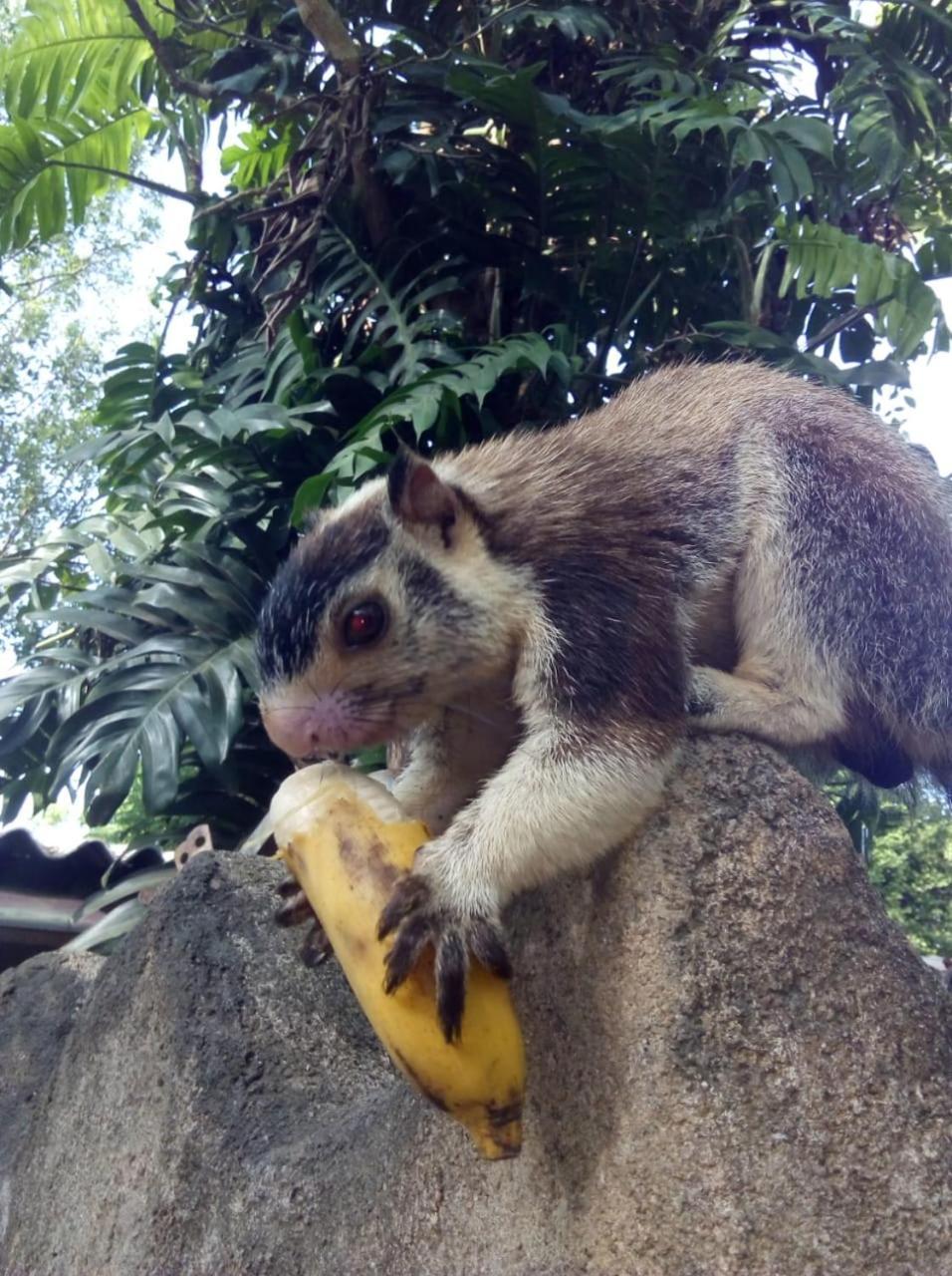 Humbhaha Jungle Yala Nature Eco Resort カタラガマ エクステリア 写真