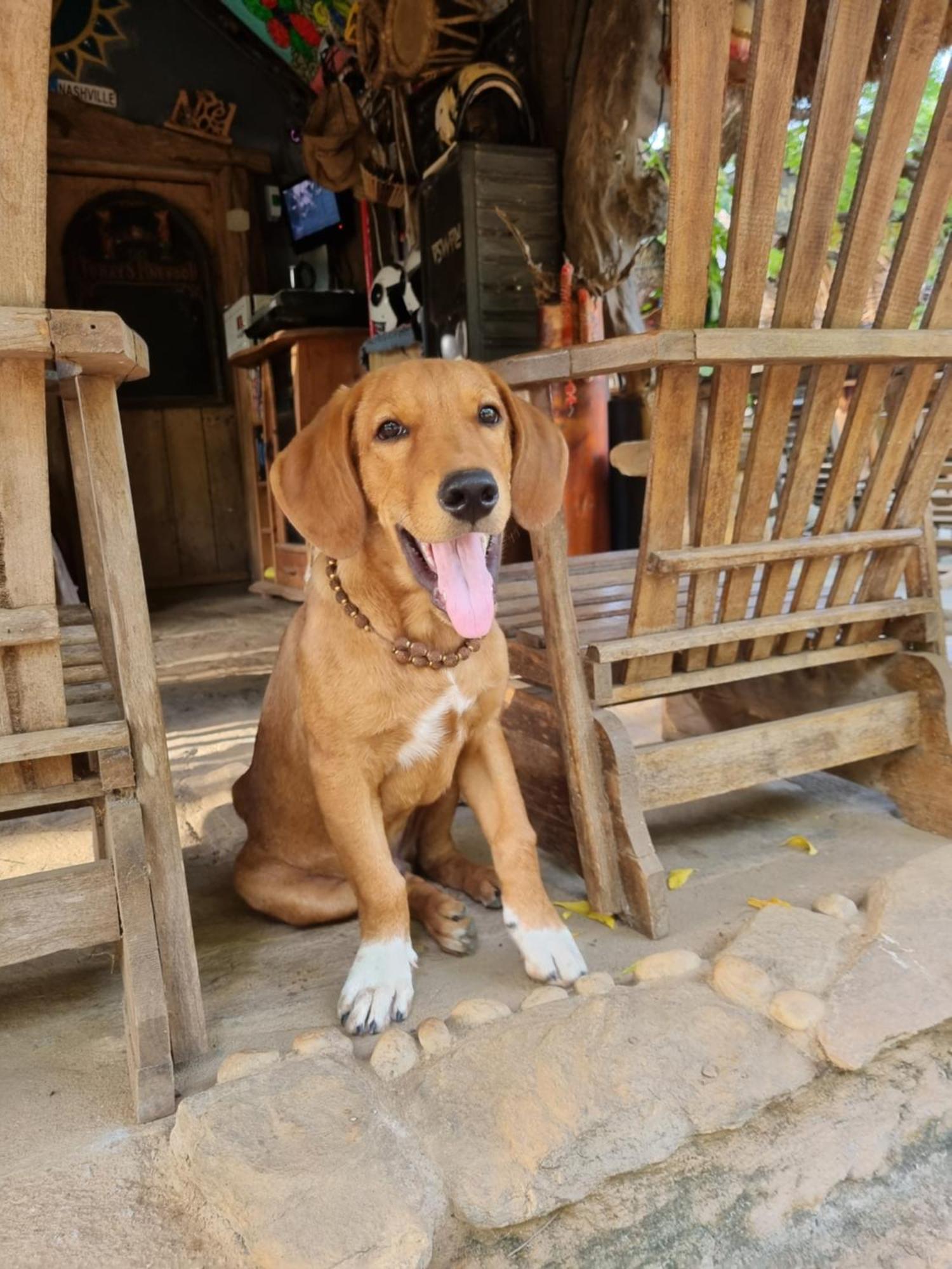 Humbhaha Jungle Yala Nature Eco Resort カタラガマ 部屋 写真