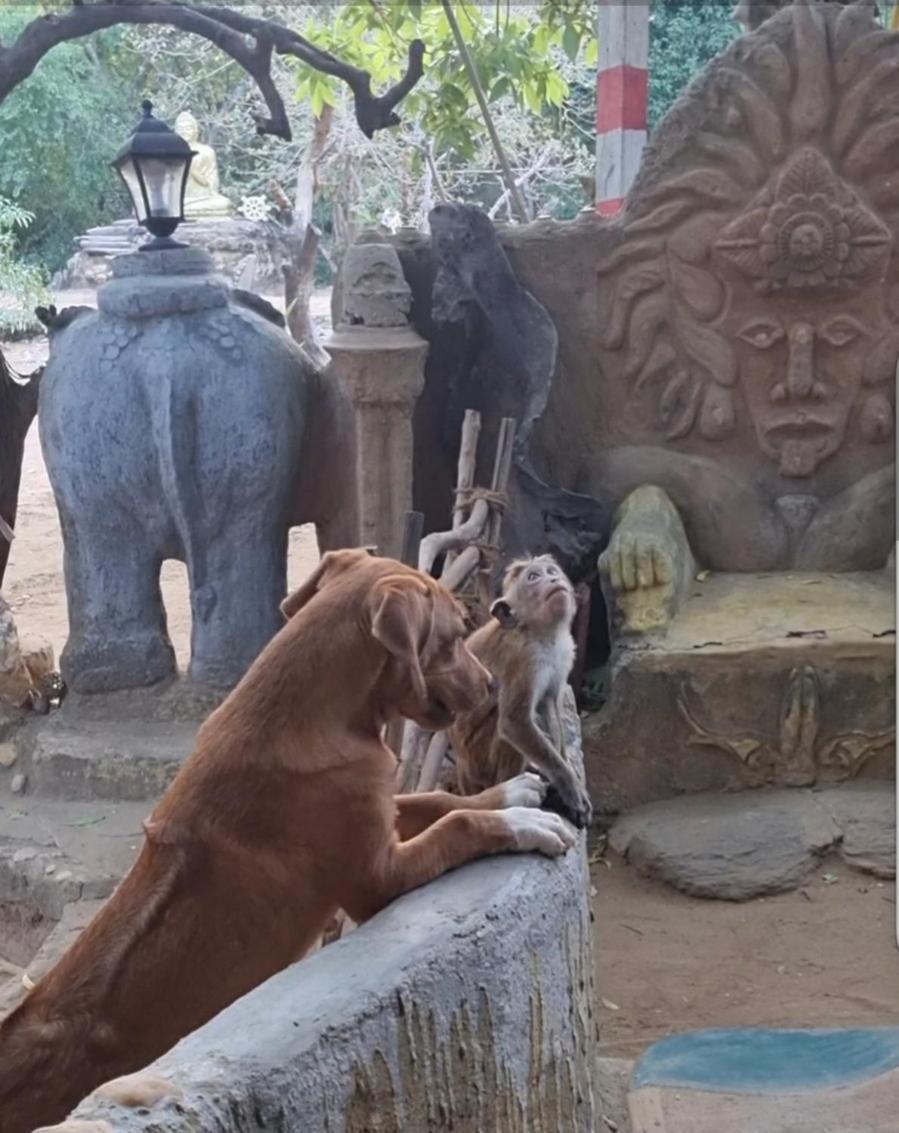 Humbhaha Jungle Yala Nature Eco Resort カタラガマ エクステリア 写真