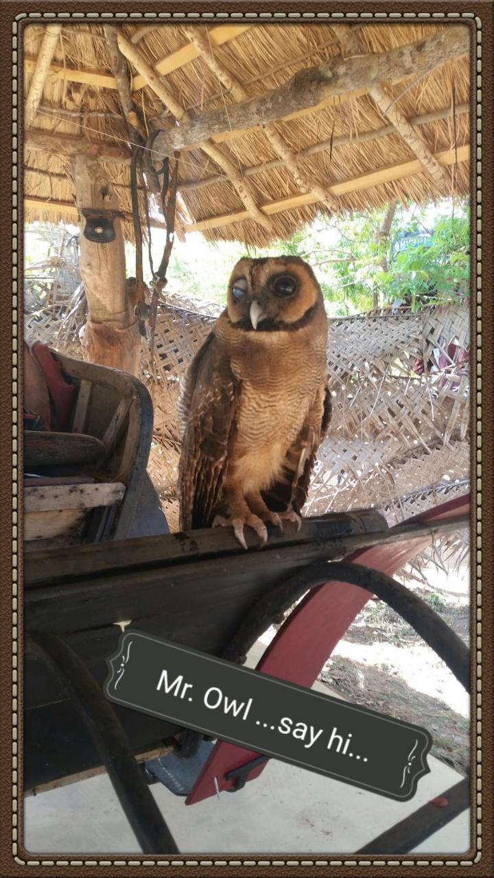 Humbhaha Jungle Yala Nature Eco Resort カタラガマ エクステリア 写真