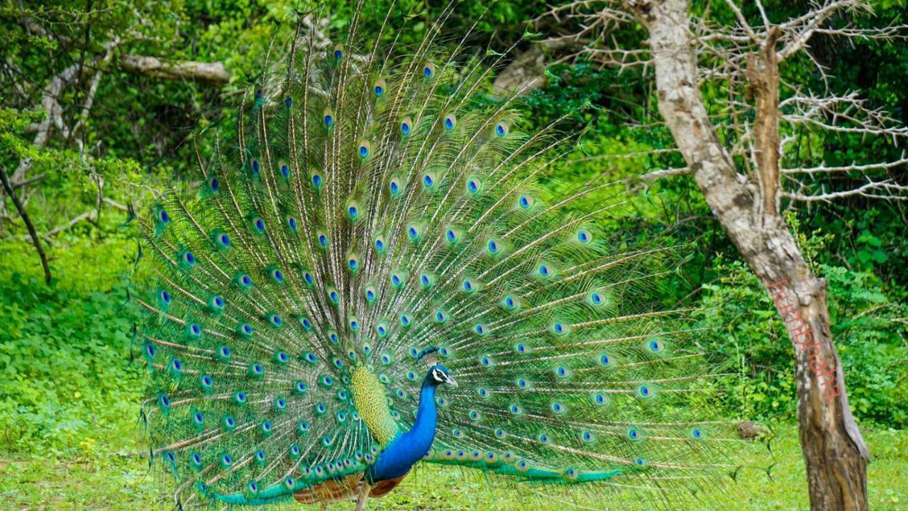 Humbhaha Jungle Yala Nature Eco Resort カタラガマ エクステリア 写真